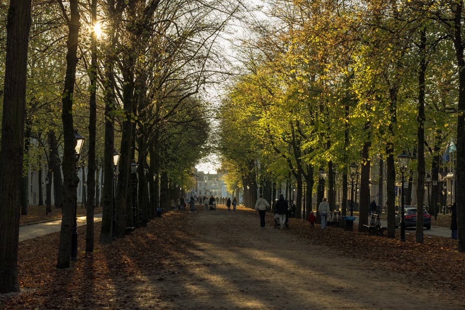 A tree-lined pedestrian pathway in an urban park during late afternoon, with sunlight filtering through branches of deciduous trees that have green and yellow leaves. The ground is covered with fallen leaves, creating a natural mulch effect. Several people are walking along the pathway, some individually, others in small groups, with a few children visible among them. To the right side of the image, there are park benches, lampposts, and parked cars along a nearby road, indicating proximity to a city street. On the left, a narrow sidewalk runs parallel to the pathway, bordered by additional trees and lampposts. The scene suggests a peaceful moment during autumn, with environmental elements such as textured tree bark, smooth paved surfaces, and the soft natural light contributing to the tranquil city park setting. This environment exemplifies spaces that might be associated with local authority or private waste disposal options, supporting the broader context of rubbish removal and outdoor clearance services provided by Waste Disposal Holland Park in Holland Park Avenue and Ilchester Place.